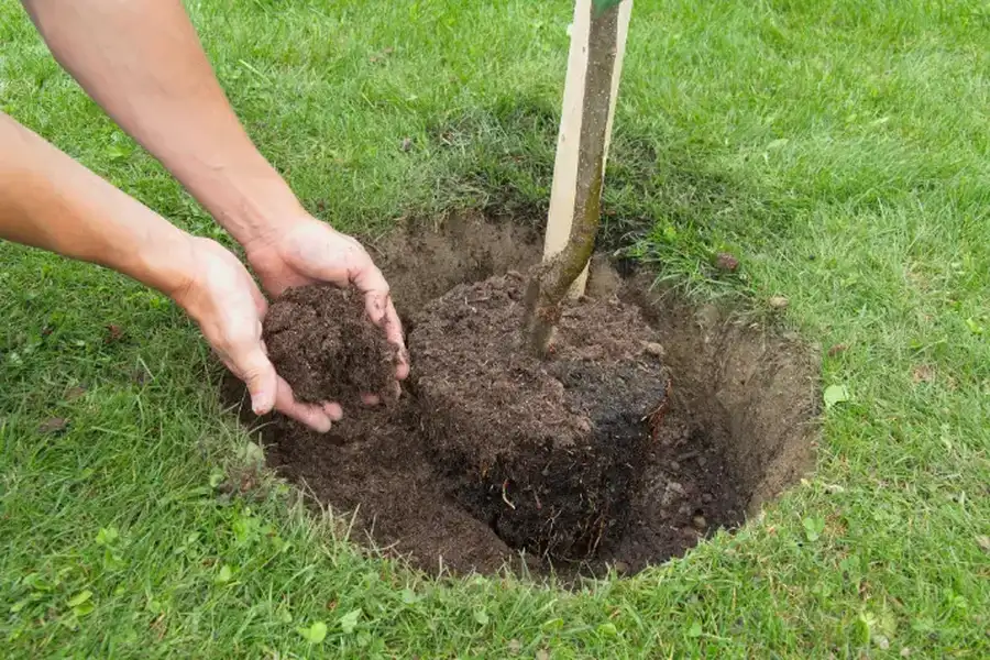 Professional Tree Planting Services in Frankfort, IL