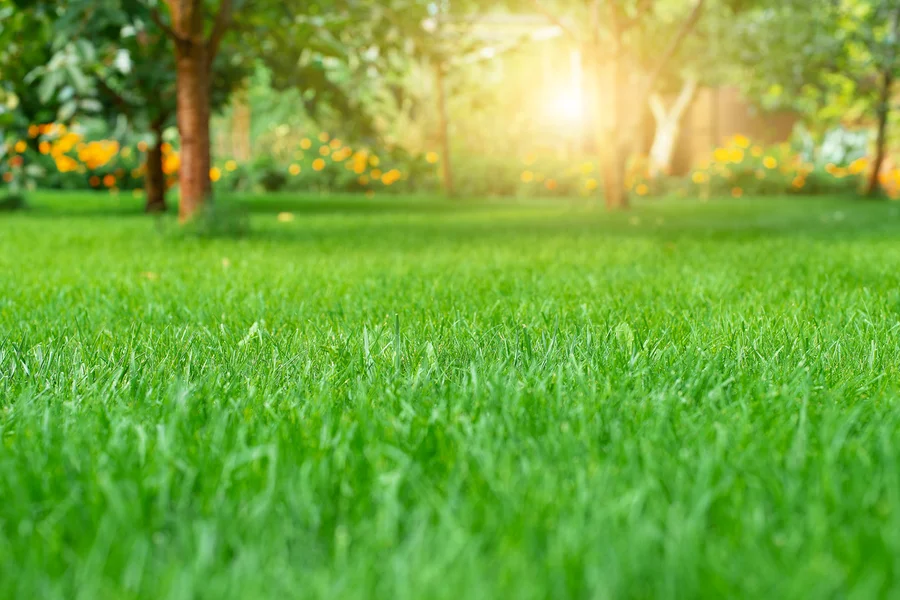 Seasonal Lawn Care Tips For A Healthy, Vibrant Yard in Frankfort, IL Seasonal Lawn Care Tips For A Healthy, Vibrant Yard in Frankfort, IL