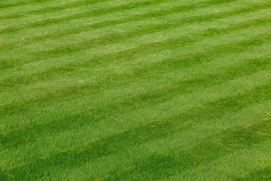 Top Lawn Care Trends Shaping The Landscaping Industry in Frankfort, IL